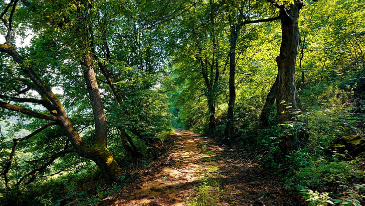 hutan, jalan setapak, pohon, sinar matahari belang, jalan tanah, Wallpaper HD