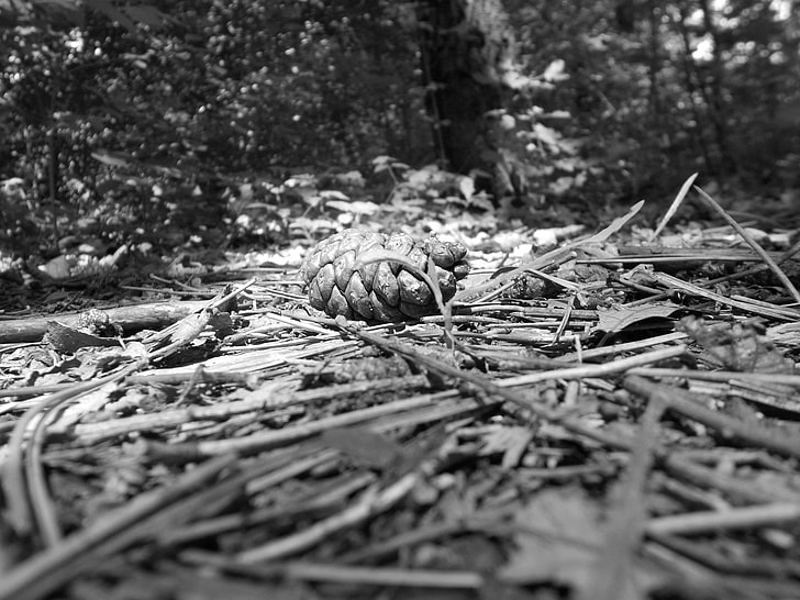 Graustufenfoto des braunen männlichen pinecone, Monochrom, Anlagen, HD-Hintergrundbild