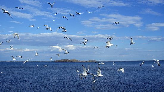 Uccelli Uno stormo di gabbiani In volo Onde del mare Cielo con nuvole bianche Download gratuito di sfondi desktop, Sfondo HD HD wallpaper