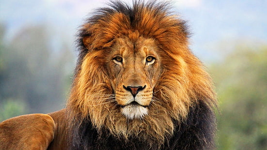 leone marrone e nero, viso, occhi, leone, pelliccia, criniera, Sfondo HD HD wallpaper