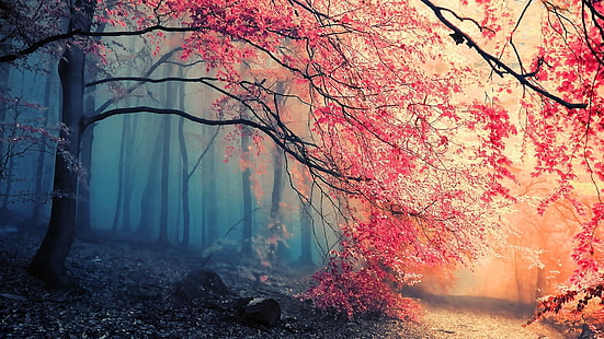 черешов цвят дърво, гора, дървета, розово, HD тапет HD wallpaper