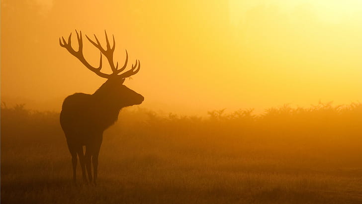 Deer silhouette, brown moose, animals, 2560x1440, deer, HD wallpaper