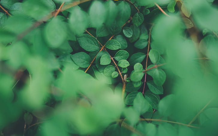 Pflanzen, Blätter, Natur, Laub, grün, HD-Hintergrundbild