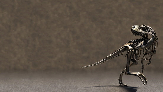 esqueleto de dinossauros, HD papel de parede HD wallpaper