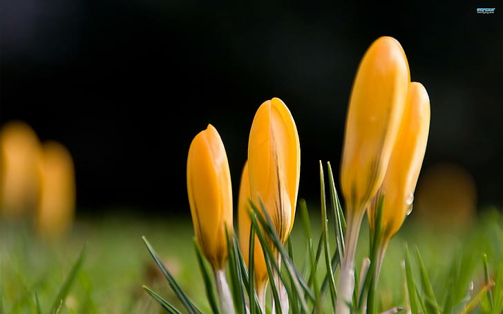 ~ желтый Крокус ~, желтые цветы с лепестками, цветы, весна, желтый, природа, крокус, трава, сезон, природа и пейзажи, HD обои