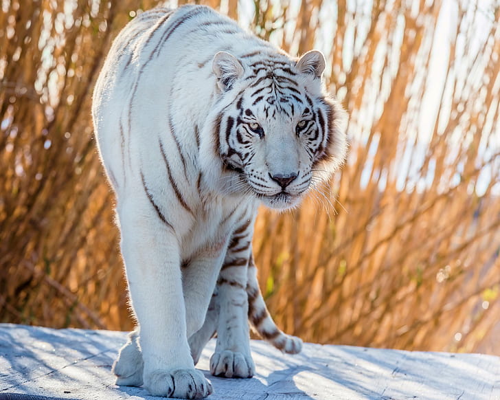 white, tiger, handsome, HD wallpaper