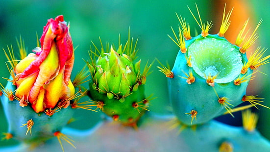 Nahaufnahmefoto der Kaktuspflanze, Natur, Blumen, Nahaufnahme, Dornen, bunt, Makro, Schärfentiefe, HD-Hintergrundbild HD wallpaper