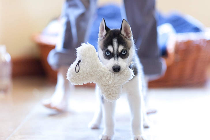 흰색과 검은 색 시베리안 허스키 강아지, 강아지, 허스키, 개, 총구, HD 배경 화면