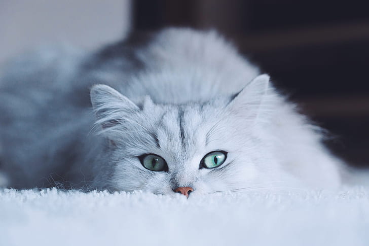 cat, white, eyes, look, face, background, portrait, HD wallpaper