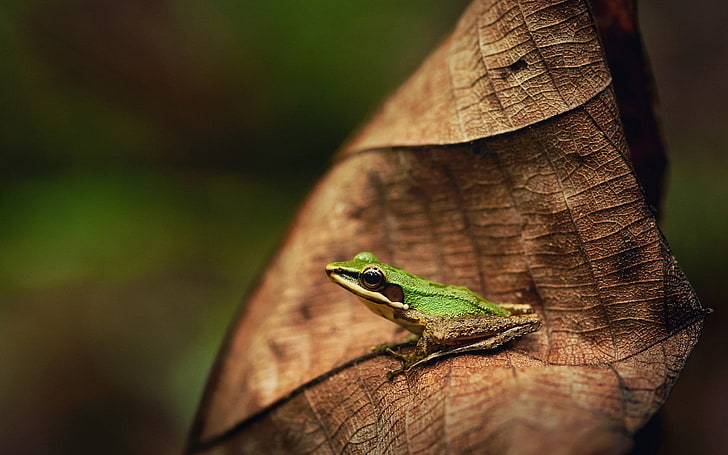 green frog, frog, leaves, animals, nature, amphibian, HD wallpaper