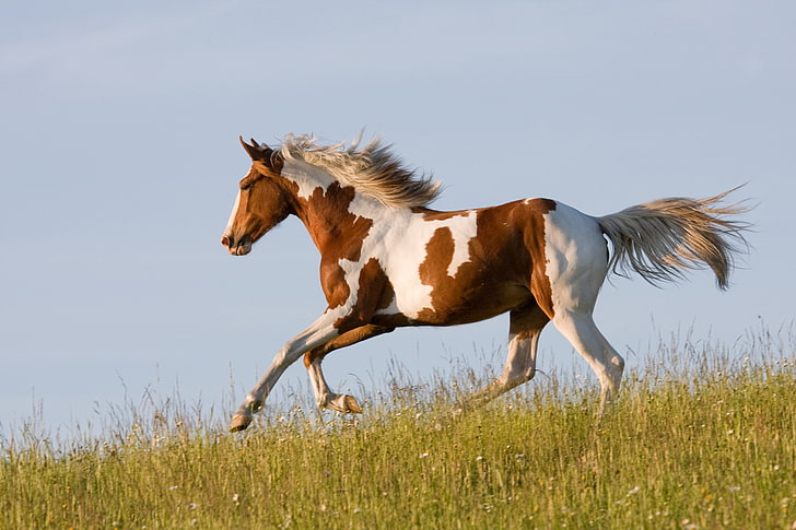 brown and white horse, grass, horse, running, runs, HD wallpaper