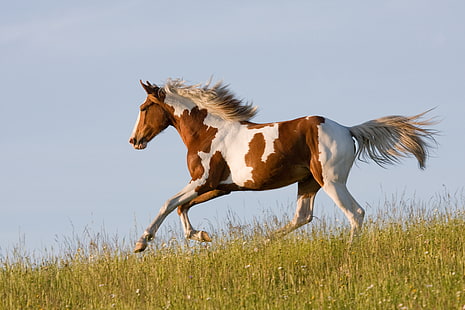 brown and white horse, grass, horse, running, runs, HD wallpaper HD wallpaper