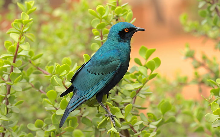 Lilla blå fågel på en gren med Le, selektiv fokusering av grön och blå starrfågel som sitter på gren av växten under dagtid, Djur, Fåglar, blå, grenar, träd, löv, fågel, HD tapet