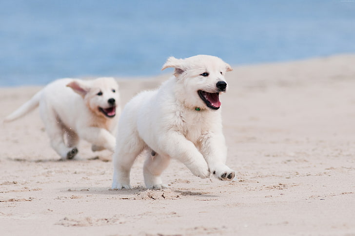 sand, puppy, pet, sea, Dog, animal, beach, white, HD wallpaper