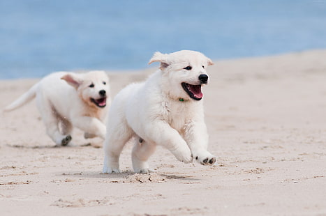 песок, щенок, домашнее животное, море, собака, животное, пляж, белый, HD обои HD wallpaper