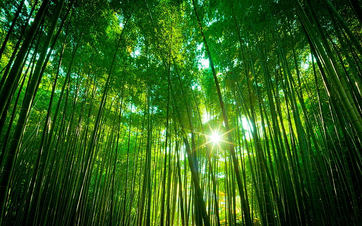 Бамбукова гора, зелен пейзаж на природата, бамбук, гора, зелен, природа, пейзаж, HD тапет
