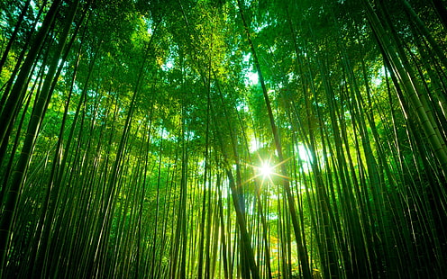 Бамбуковый лес, зеленый пейзаж природы, бамбук, лес, зеленый, природа, пейзаж, HD обои HD wallpaper