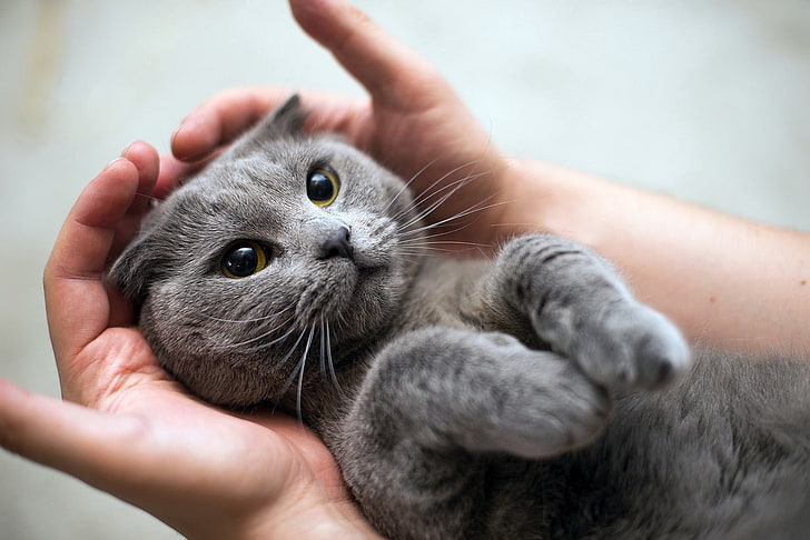 แมวสีฟ้ารัสเซียสัตว์มือแมว, วอลล์เปเปอร์ HD