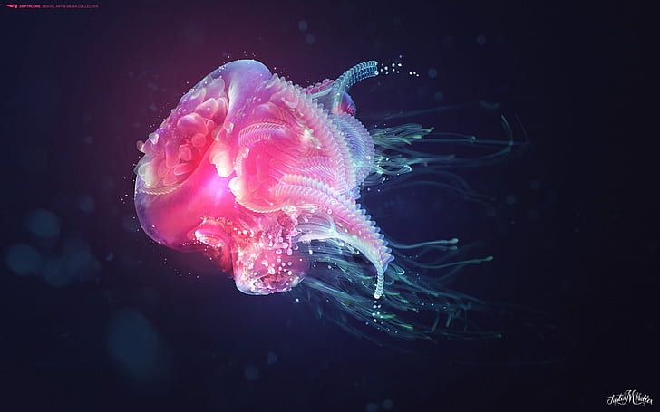 Jellyfish HD, creativo, gráficos, creativo y gráficos, medusa, Fondo de pantalla HD