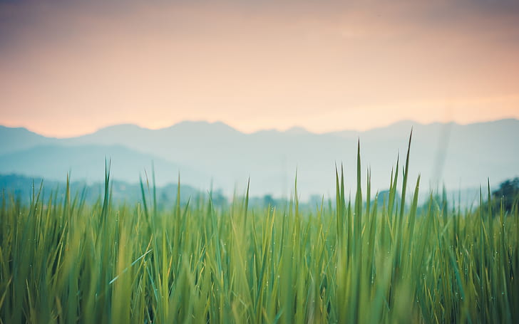 grass, macro, Rosa, Thailand, green, Pai, HD wallpaper
