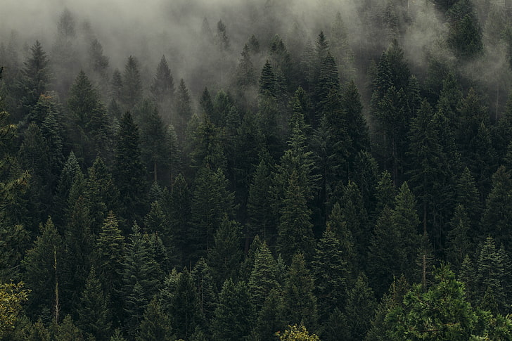 зеленые деревья, пейзаж, лес, фотография, деревья, туман, HD обои