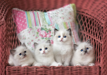 cuatro gatitos blancos, gatos, silla, gatitos, almohadas, compañía, bellezas, ojos azules, cría, muñeca de trapo, Fondo de pantalla HD HD wallpaper