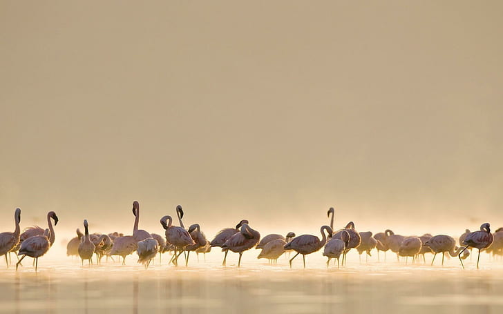 Flamingos, flamingo, sjö, natur, flamingos, fågel, rosa, vatten, fåglar, djur, HD tapet