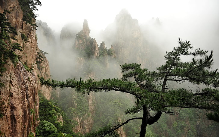 природа, дървета, мъгла, HD тапет