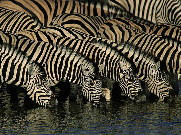 Herd of zebra, herd, zebra, animals, HD wallpaper