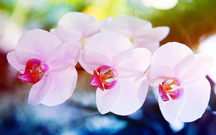 White Pink Orchid Flowers, white, pink, flowers, orchid, nature and landscape, HD wallpaper