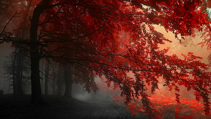 ฤดูใบไม้ร่วง, เงียบสงบ, ต้นไม้, ป่า, พลบค่ำ, ธรรมชาติ, ต้นไม้, ความมืด, ใบไม้, ใบไม้, สาขา, ผลัดใบ, ใบไม้แดง, ป่าไม้, วอลล์เปเปอร์ HD
