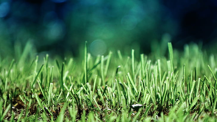depth of field, green, closeup, macro, bokeh, grass, nature, ground, HD wallpaper