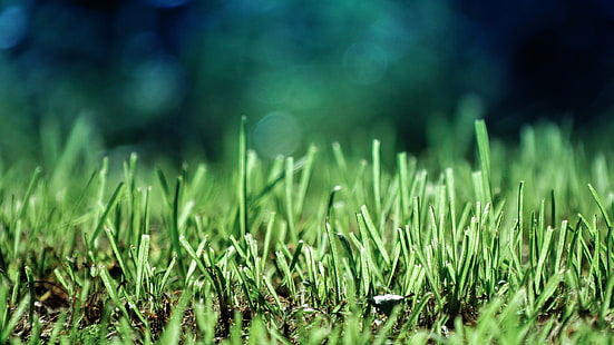 erba verde, messa a fuoco selettiva fotografia di erba verde prato, verde, terra, erba, bokeh, primo piano, profondità di campo, natura, macro, Sfondo HD HD wallpaper