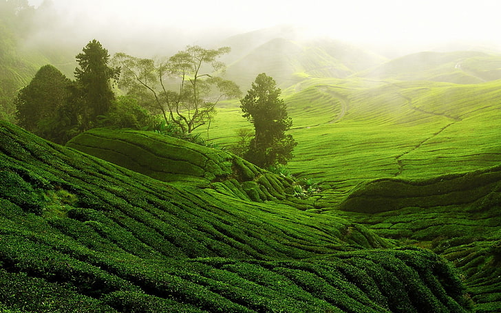 forest, tea plant, nature, trees, China, terraces, mist, landscape, path, hills, HD wallpaper