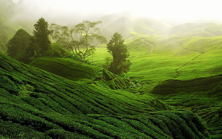 grüne Rasenfläche, grüne Wiese tagsüber, Natur, Landschaft, Bäume, Wald, Hügel, Terrassen, Teepflanze, Pfad, Nebel, China, HD-Hintergrundbild