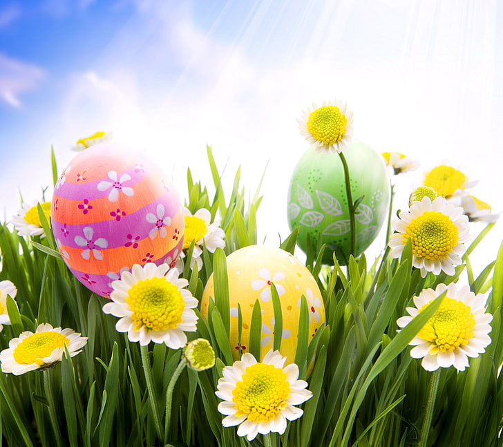 grass, flowers, chamomile, eggs, spring, Easter, sunshine, daisy, meadow, camomile, HD wallpaper