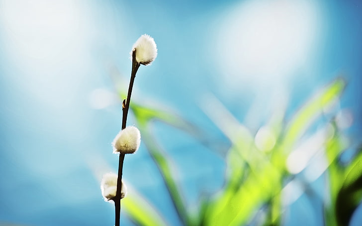 ธรรมชาติดอกไม้ดอกไม้สีขาวมาโครสาขาพืช, วอลล์เปเปอร์ HD