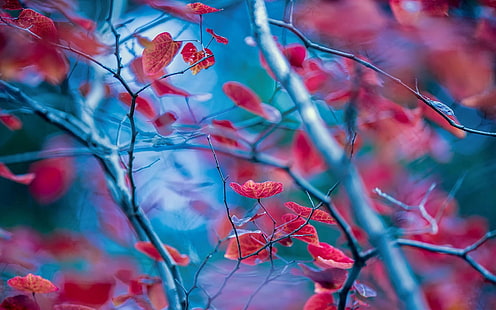 Czerwone liście, gałązki, jesień, rozmycie tła, czerwony, liście, gałązki, jesień, rozmycie, tło, Tapety HD HD wallpaper