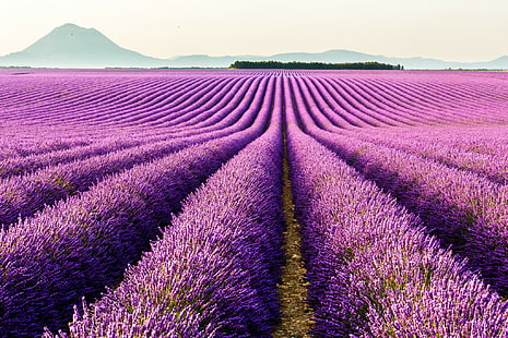 Valensole, Provence, França, flores, montanhas, França, lavanda, Provence, Valensole, plantação, HD papel de parede HD wallpaper