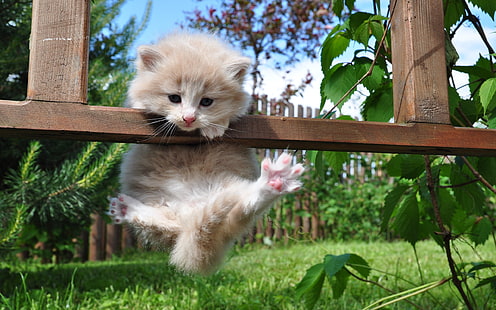 Cute kitten playing, brown short fur cat, Cute, Kitten, Playing, Tapety HD HD wallpaper