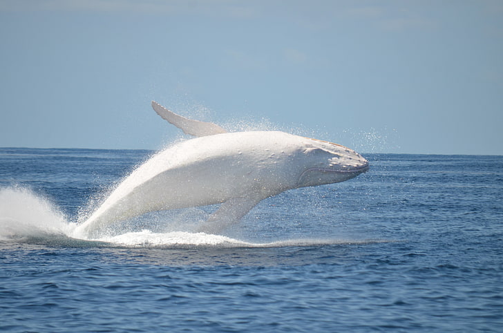 สัตว์ธรรมชาติปลาวาฬทะเล, วอลล์เปเปอร์ HD