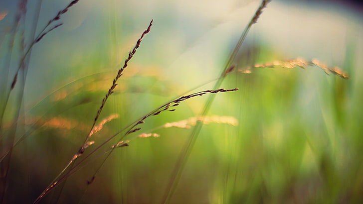 foto de foco superficial de granos marrones, naturaleza, fotografía, plantas, Fondo de pantalla HD