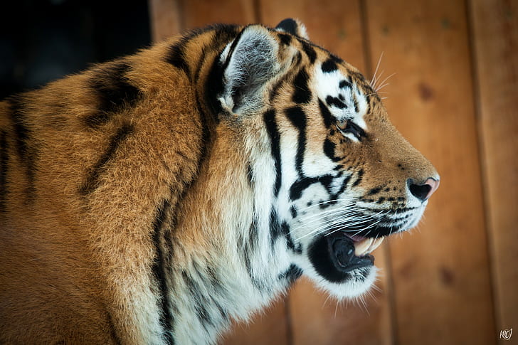 Amur tiger profile, tiger, face, profile, Amur, cat, HD wallpaper
