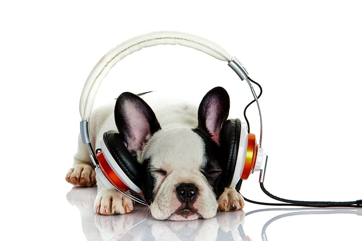Bulldog francés Escuchando música, bokeh, auriculares, hermoso fondo, perro, bulldog francés, bulldog, escuchando música, pura raza feliz amable, quédate dormido, Fondo de pantalla HD