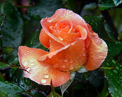 オレンジ色のバラの花、露、オレンジ、花、露、バラ、橋、カメラ、花、雨滴、パブリックドメイン、献身、CC0、写真、自然、植物、花びら、葉、自然の美しさ、クローズアップ、 HDデスクトップの壁紙 HD wallpaper