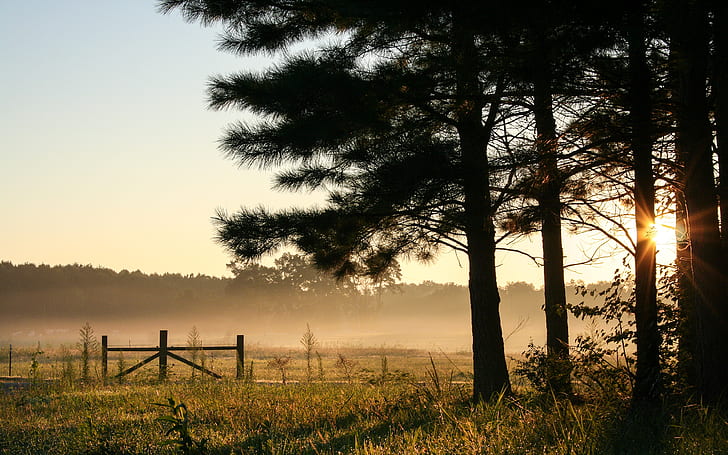 Bom dia Alabama, Alabama, duttonalabama, florestas, natureza, fotografia, silhueta, nascer do sol, árvores, HD papel de parede
