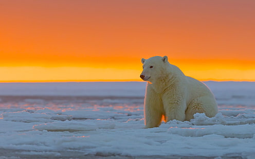white polar bear, polar bear, alaska, snow, HD wallpaper HD wallpaper