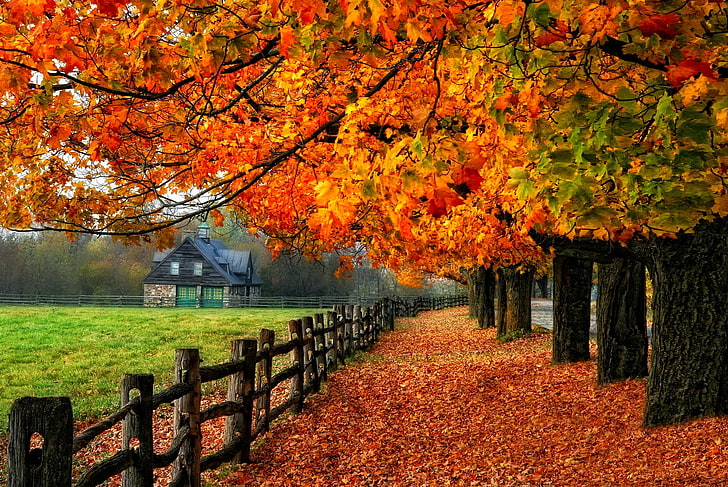 brown wooden fence, road, autumn, leaves, trees, nature, house, colors, colorful, glow, tree, branches, path, fall, shine, foliage, mirrored, HD wallpaper
