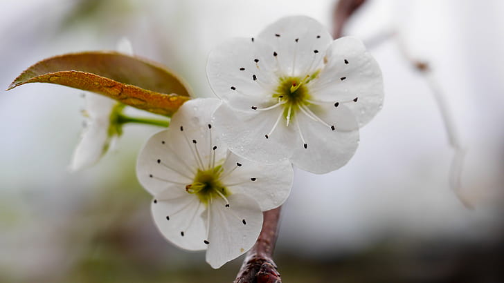 dwa białe 5-płatkowe kwiaty, Tapety HD