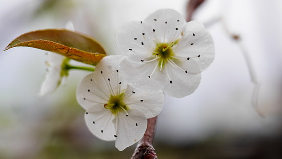 два белых 5-лепестковых цветка, HD обои HD wallpaper